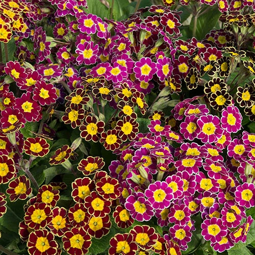 Polyanthus Victoriana Mixed Lace 4 Polyanthus Victoriana Mixed Lace - Image 2