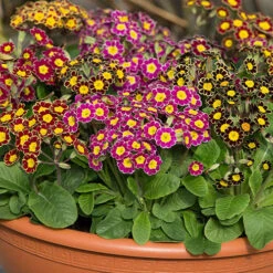 Polyanthus Victoriana Mixed Lace 8 Polyanthus Victoriana Mixed Lace -Yougarden Shop 490349 2