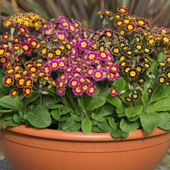 Polyanthus Victoriana Mixed Lace 9 Polyanthus Victoriana Mixed Lace -Yougarden Shop 490349 3