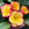 Primrose Scentsation 'Rhubarb & Custard' -Yougarden Shop 490350