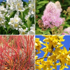 The Ultimate Winter Hardy Shrub Collection -Yougarden Shop 500001 2