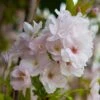 Flowering Cherry 'Amanogawa' -Yougarden Shop 500056