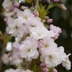 Flowering Cherry 'Amanogawa' -Yougarden Shop 500056 2