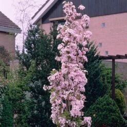 Flowering Cherry 'Amanogawa' -Yougarden Shop 500056 4
