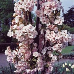 Flowering Cherry 'Amanogawa' -Yougarden Shop 500056 5