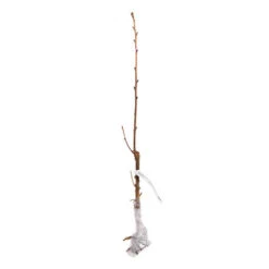 Flowering Cherry 'Amanogawa' -Yougarden Shop 500056 6