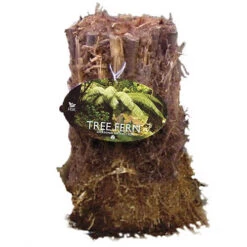 Tree Fern (Dicksonia Antarctica) 0.5ft/20cm Potter -Yougarden Shop 500069 6