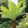 Tree Fern 'Dicksonia Antractica' Log - 1 Foot Tall 1 Tree Fern 'Dicksonia Antractica' Log - 1 Foot Tall -Yougarden Shop 500070