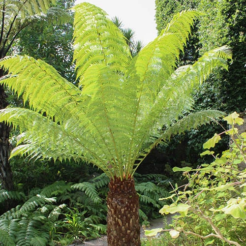 Tree Fern 'Dicksonia Antractica' Log - 1 Foot Tall 3 Tree Fern 'Dicksonia Antractica' Log - 1 Foot Tall