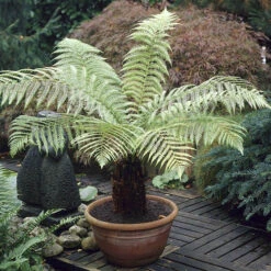 Tree Fern 'Dicksonia Antractica' Log - 1 Foot Tall 14 Tree Fern 'Dicksonia Antractica' Log - 1 Foot Tall -Yougarden Shop 500070 5