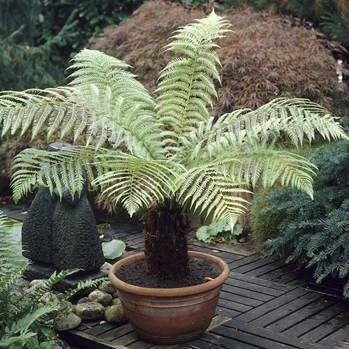 Tree Fern 'Dicksonia Antractica' Log - 1 Foot Tall 8 Tree Fern 'Dicksonia Antractica' Log - 1 Foot Tall - Image 6