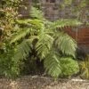 Tree Fern Dicksonia Antarctica Log 20cm Tall -Yougarden Shop 500073
