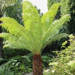 Tree Fern Dicksonia Antarctica Log 20cm Tall -Yougarden Shop 500073 2