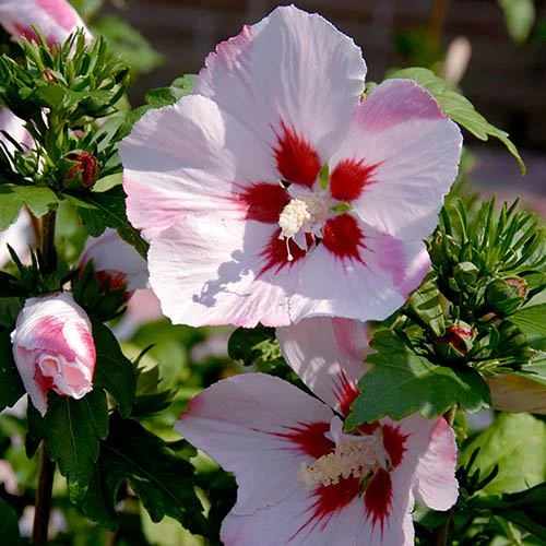 Hibiscus Syriacus 'Hamabo' 5 Hibiscus Syriacus 'Hamabo' - Image 3