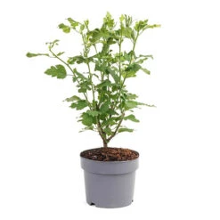 Hibiscus Syriacus 'Marina' 9 Hibiscus Syriacus 'Marina' -Yougarden Shop 500078 3