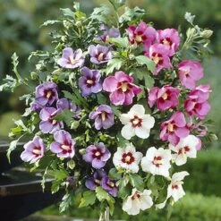 Front Page -Yougarden Shop 500079 1