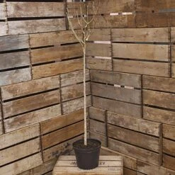 Hibiscus Tricolour Standard -Yougarden Shop 500079 2