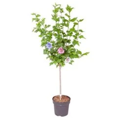 Hibiscus Tricolour Standard -Yougarden Shop 500079 3