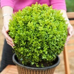 Pair Of Buxus Box Balls