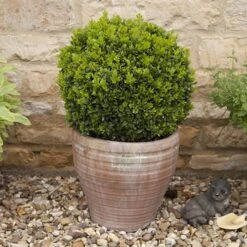 Pair Of Buxus Box Balls -Yougarden Shop 500084 3