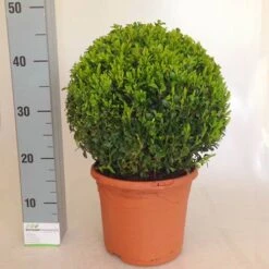 Pair Of Buxus Box Balls -Yougarden Shop 500084 4