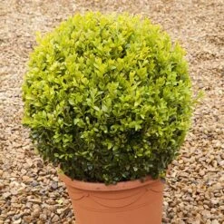 Pair Of Buxus Box Balls -Yougarden Shop 500084 5
