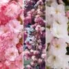 Flowering Cherry Collection 2 Flowering Cherry Collection -Yougarden Shop 500124