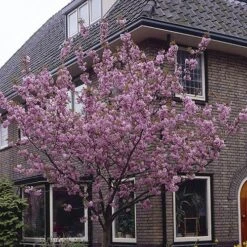 Flowering Cherry Collection -Yougarden Shop 500124 1