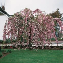Flowering Cherry Collection -Yougarden Shop 500124 2