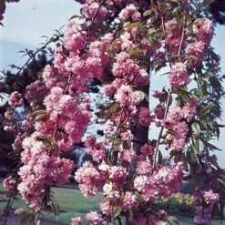 Flowering Cherry Collection -Yougarden Shop 500124 4