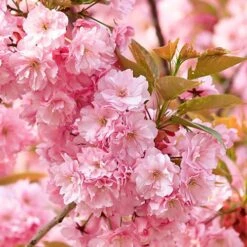 Flowering Cherry Collection -Yougarden Shop 500124 6