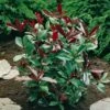 Photinia 'Little Red Robin' 1 Photinia 'Little Red Robin' -Yougarden Shop 500134