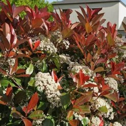 Photinia 'Little Red Robin' 7 Photinia 'Little Red Robin' -Yougarden Shop 500134 1