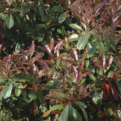 Photinia 'Little Red Robin' 8 Photinia 'Little Red Robin' -Yougarden Shop 500134 2