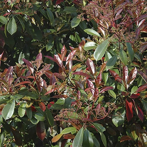 Photinia 'Little Red Robin' 5 Photinia 'Little Red Robin' - Image 3