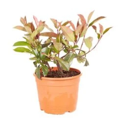 Photinia 'Little Red Robin' 9 Photinia 'Little Red Robin' -Yougarden Shop 500134 3