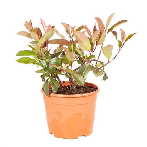 Photinia 'Little Red Robin' 6 Photinia 'Little Red Robin' - Image 4