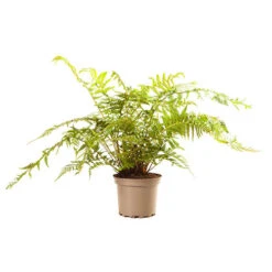 Dicksonia Antartica 9cm -Yougarden Shop 500243 1