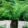 Dicksonia Antartica 9cm X3 2 Dicksonia Antartica 9cm X3 -Yougarden Shop 500244