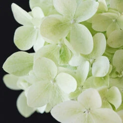 Hydrangea Magical Candle' 40/45cm Br X3 -Yougarden Shop 500247 2