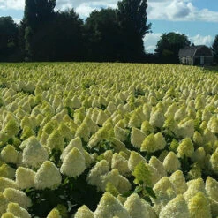 Hydrangea Magical Candle' 40/45cm Br X3 -Yougarden Shop 500247 4