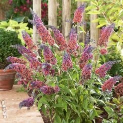 Buddleia 'Flower Power' -Yougarden Shop 510003 2