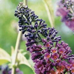 Buddleia 'Flower Power' -Yougarden Shop 510003 3