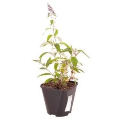 Buddleia 'Flower Power' -Yougarden Shop 510003 4