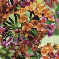 Buddleia 'Flower Power' -Yougarden Shop 510003 5