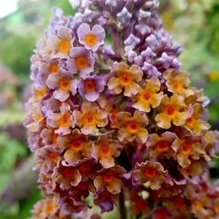 Buddleia 'Flower Power' -Yougarden Shop 510003 6