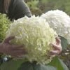 Tree Hydrangea 'Incrediball' 2 Tree Hydrangea 'Incrediball' -Yougarden Shop 510009