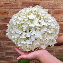 Tree Hydrangea 'Incrediball' 13 Tree Hydrangea 'Incrediball' -Yougarden Shop 510009 2