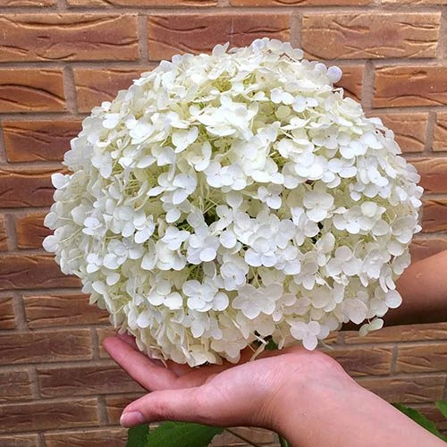 Tree Hydrangea 'Incrediball' 5 Tree Hydrangea 'Incrediball' - Image 3