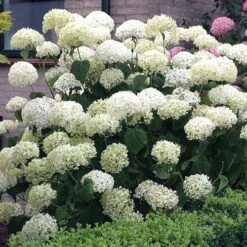 Tree Hydrangea 'Incrediball' 14 Tree Hydrangea 'Incrediball' -Yougarden Shop 510009 3